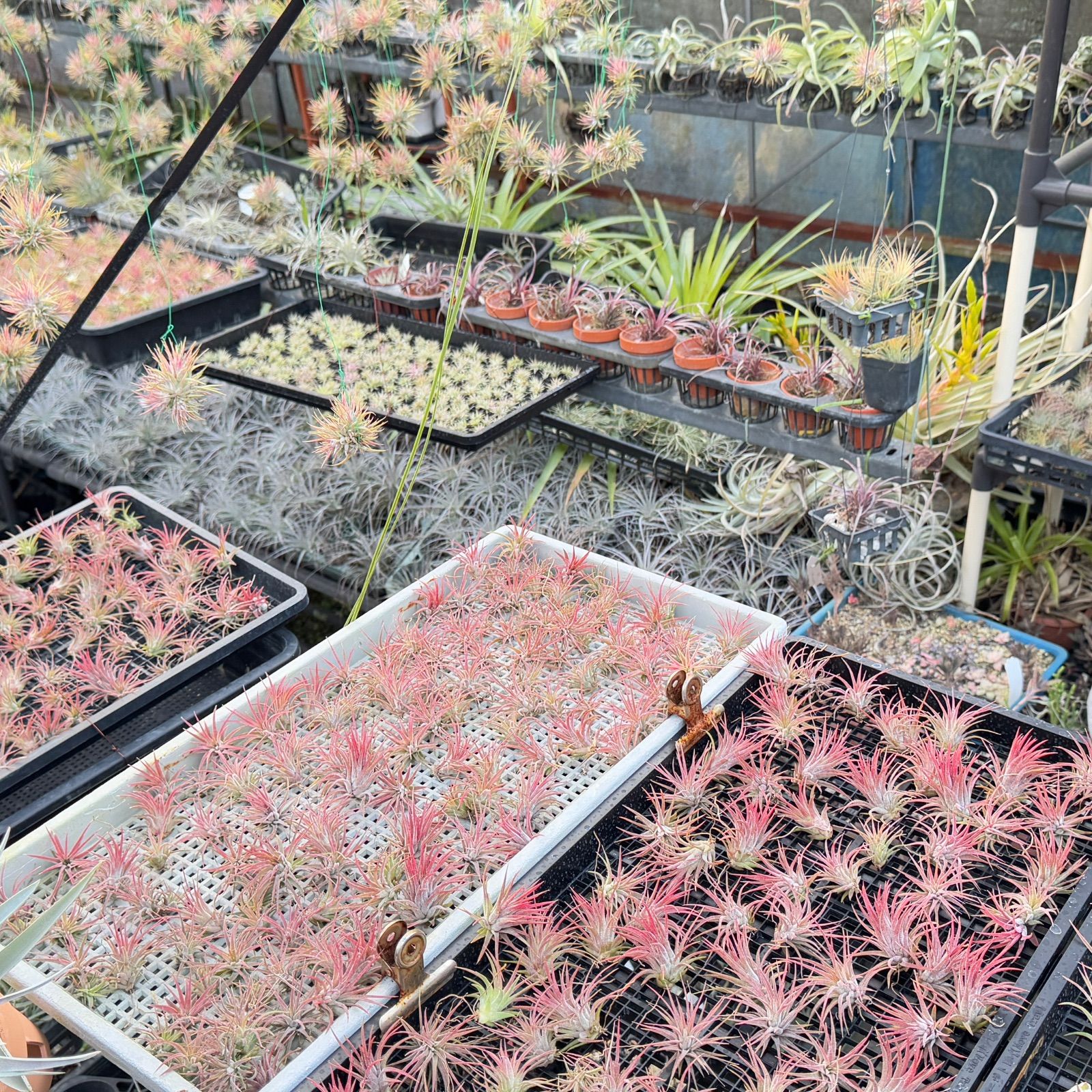 チランジア キセログラフィカ × ブラキカウロス チランジア・キセログラフィカ×ブラキカウロス Tillandsia