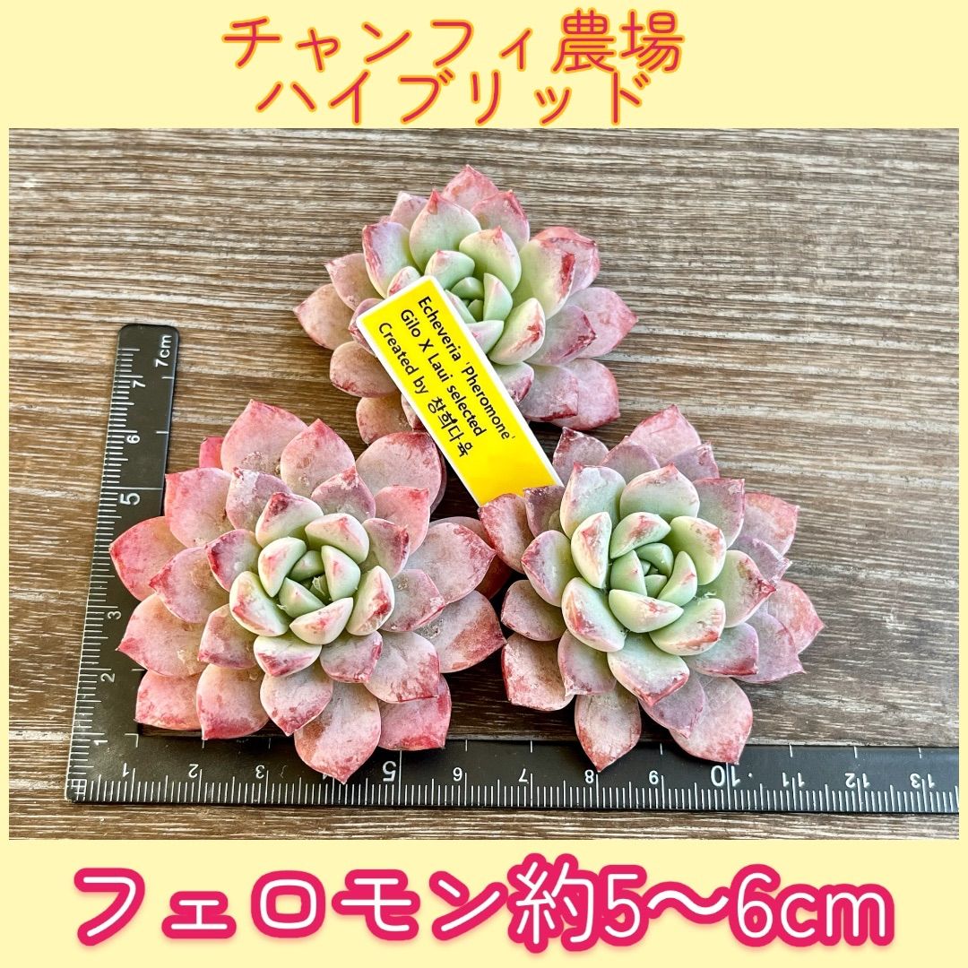 ☆多肉植物 フェロモン チャンフィ苗 エケベリア 韓国苗☆ - メルカリ