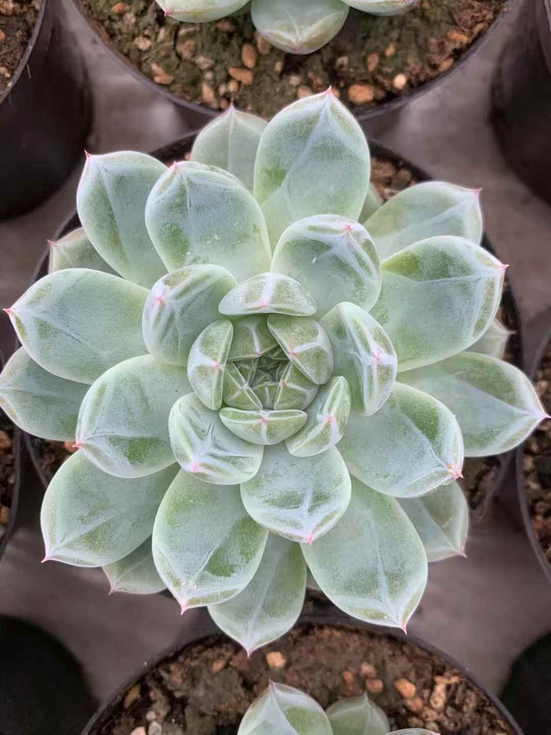 15株の抜き苗セット】スノーフラワージェニー 多肉植物 佐川急便発送