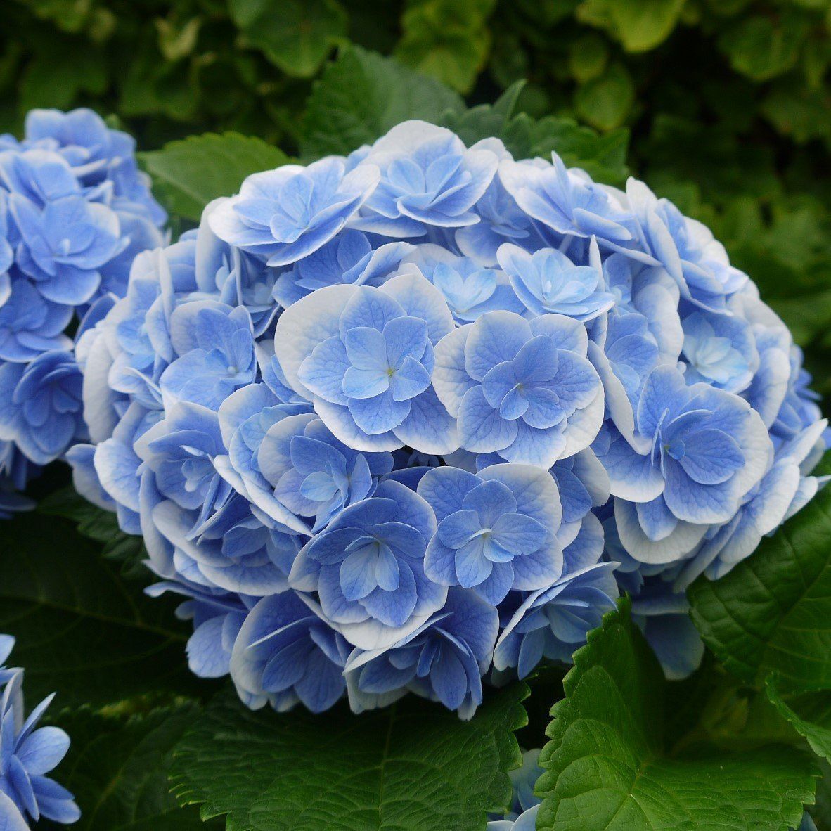 アジサイ 明鏡止水 5号 花付き 開花株 宅急便送料込み - メルカリ