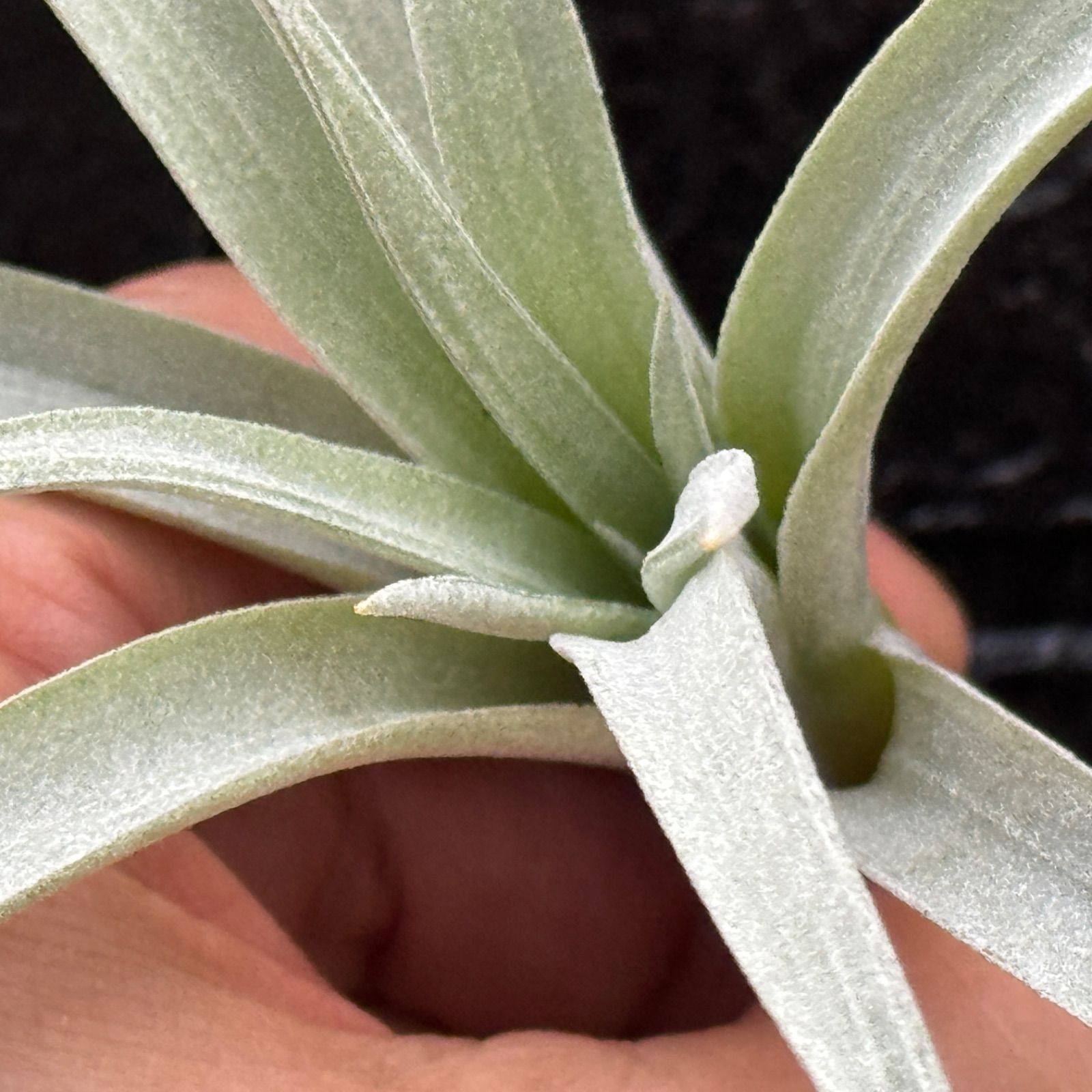 チランジア ハリシー×(キセログラフィカ×ブラキカウロス) Tillandsia