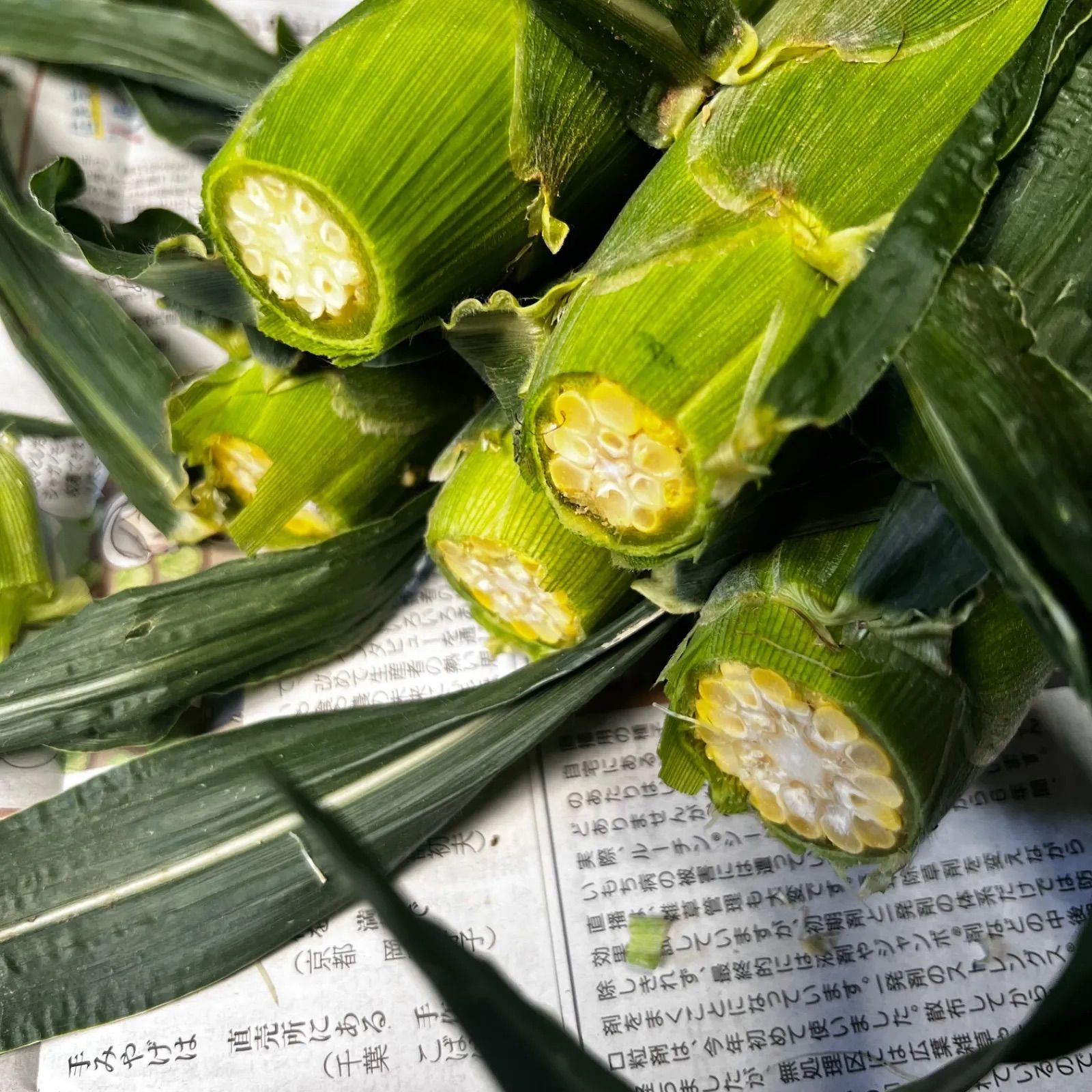 【訳あり品】とうもろこし ゴールドラッシュ 5キロ