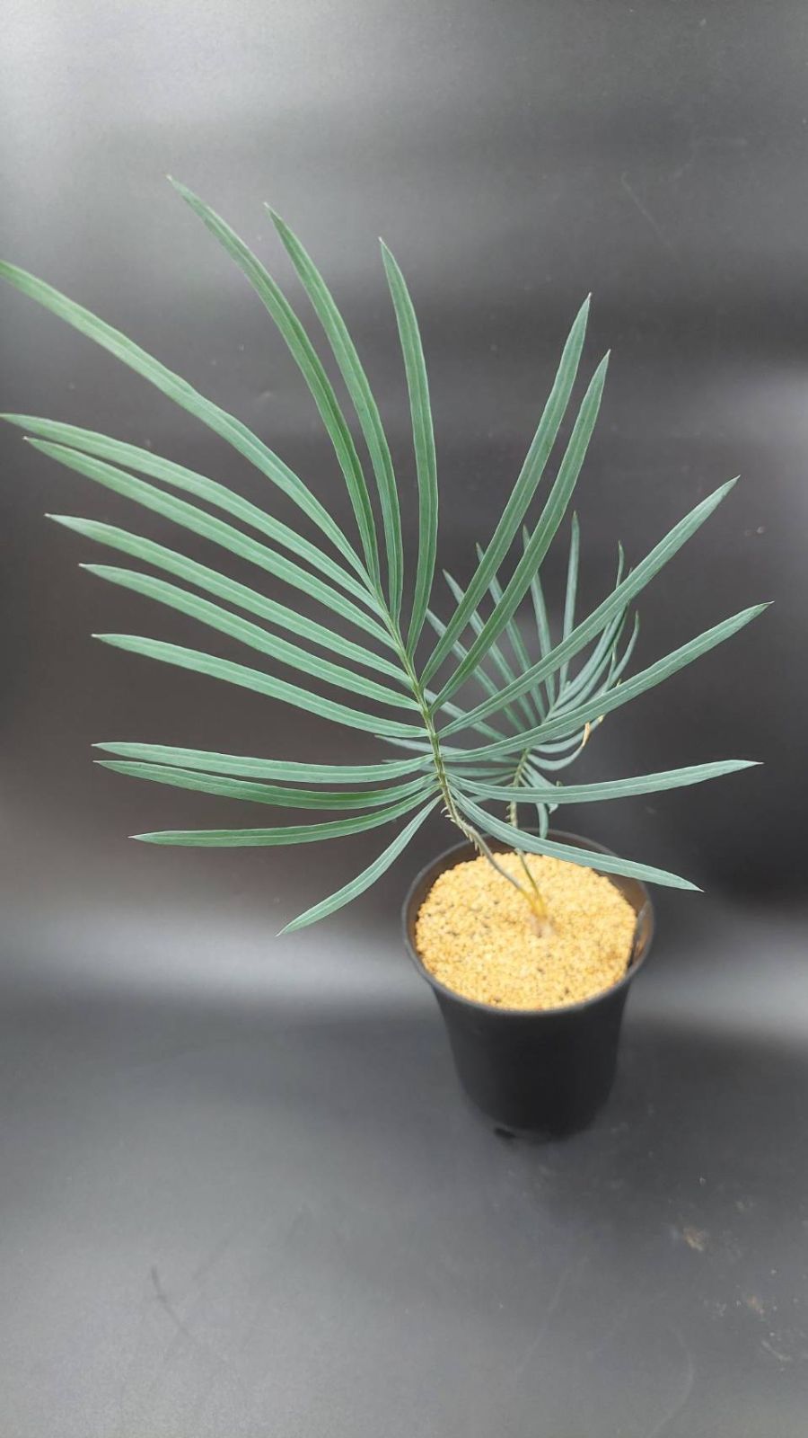 ◇サイカス カイルンシアナ 実生苗！！◇cycas cairnsiana ブルー