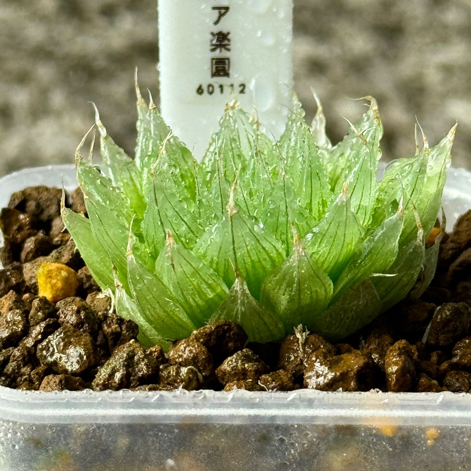 ハオルチア キャンドル（ハオルチア） 1 実生 多肉植物 - 観葉植物