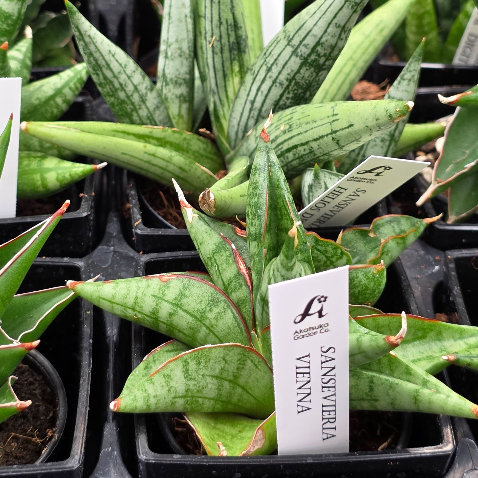 t*a様 S9285★オークション販売★サンスベリア 大量19株セット！希少種！ S9285☆オークション販売☆サンスベリア 大量19株セット！希少種