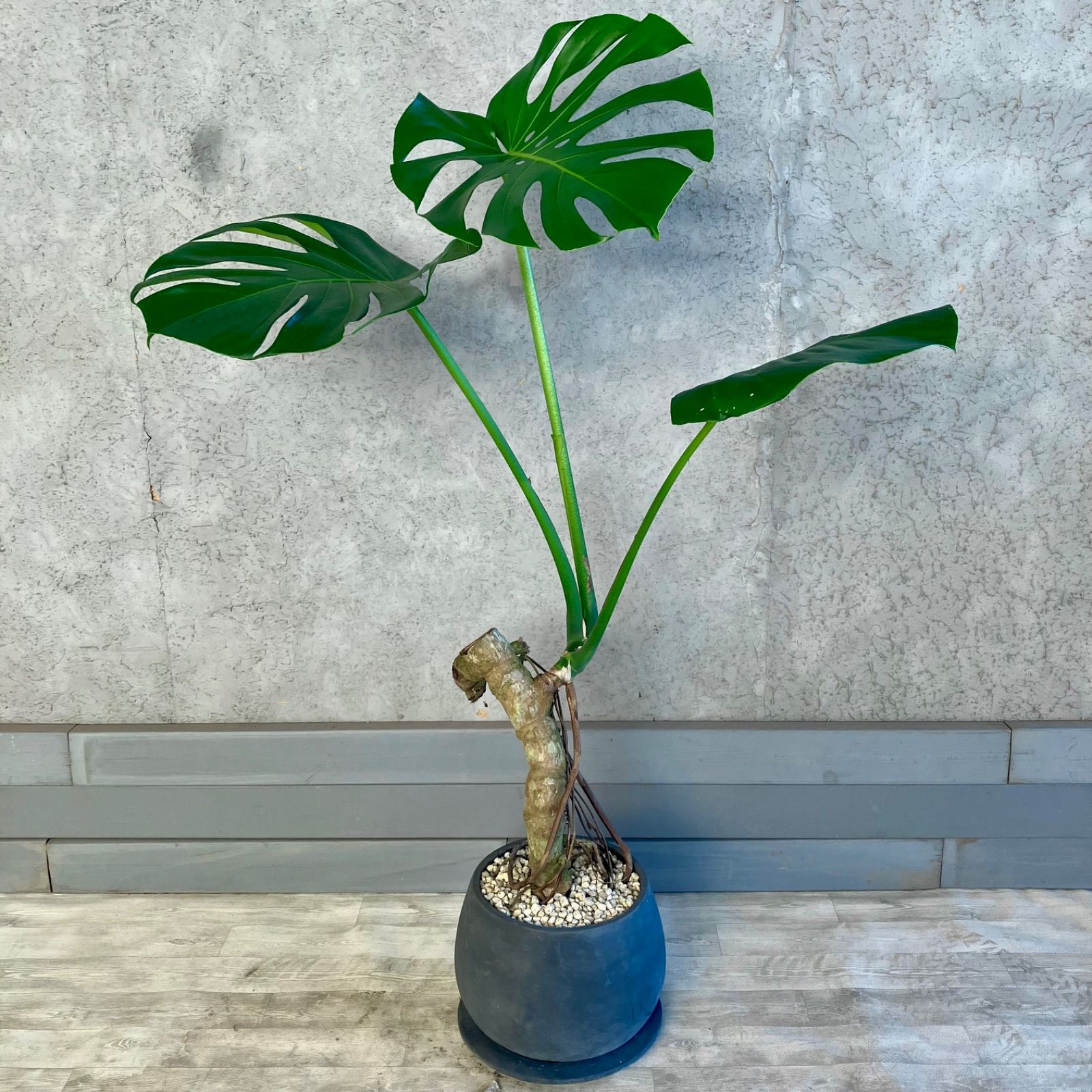 観葉植物 大型 モンステラ・デリシオーサ（根上がり仕立て） / 5寸・約