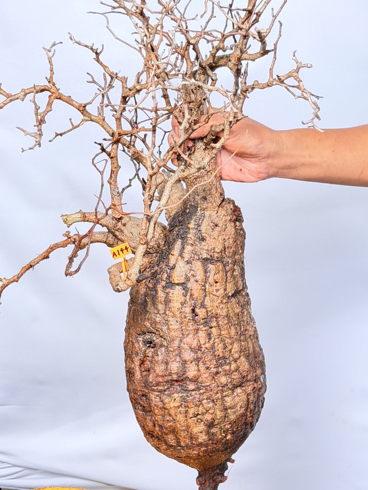 Operculicarya pachypus