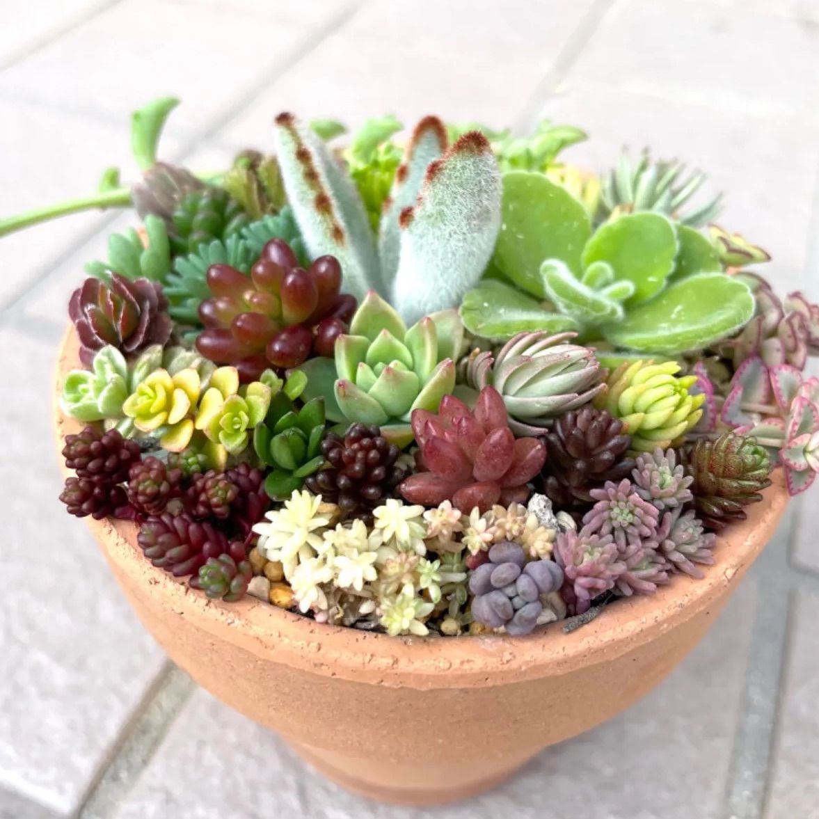 多肉植物とセダムのカット苗　詰め合わせ 多肉植物 カット苗詰め合わせ セダム ⑧ - メルカリ