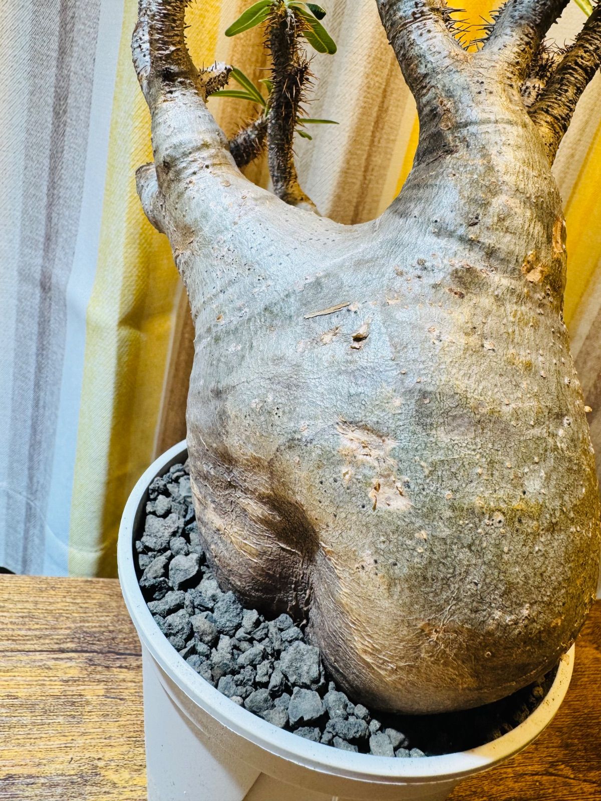 塊根植物 グラキリス 現地球 with 自作鉢 2 パキポディウム グラキリス