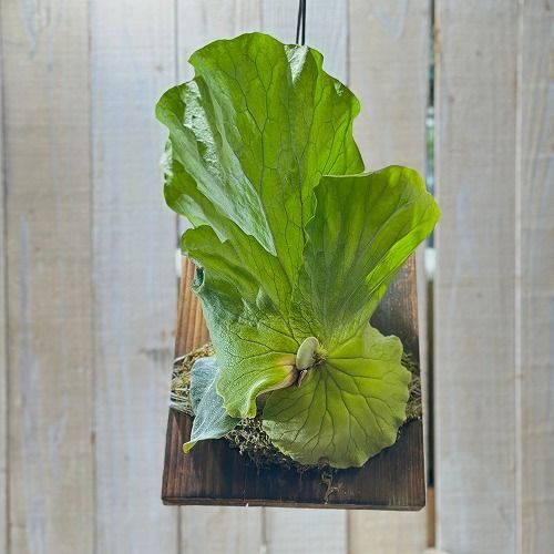 観葉植物 コウモリラン(ビカクシダ) アンゴレンセ (エレファントティス
