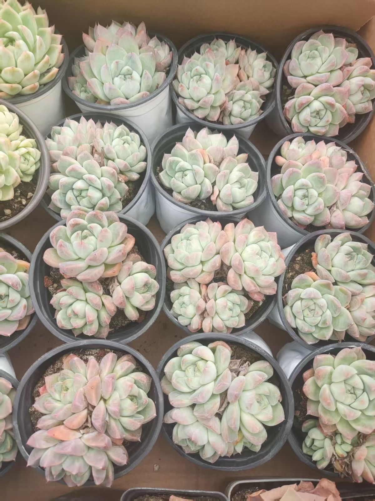 36株の抜き苗セット】ピンクドリーム 多肉植物 佐川急便発送