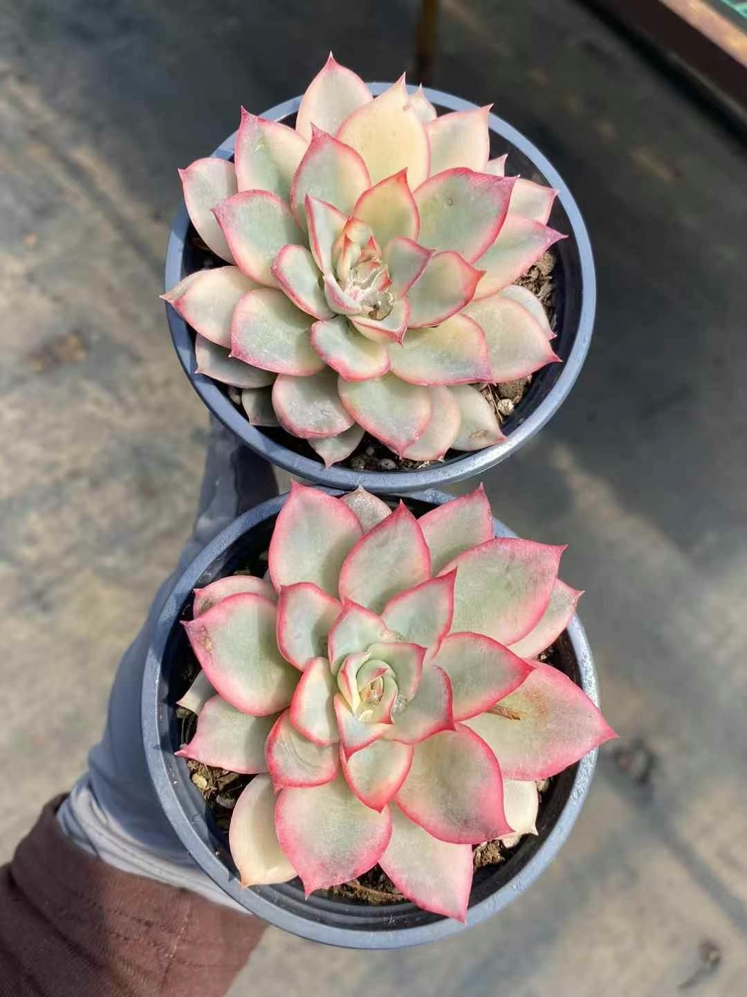 抜き苗 ゲッコウジョシン錦 MY89×18株 ふっくら 多肉植物