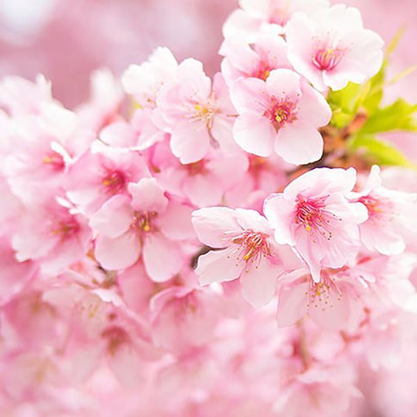 メーカー直送/新品正規品】ボールペン Flower Pen 桜（桃色）さくら