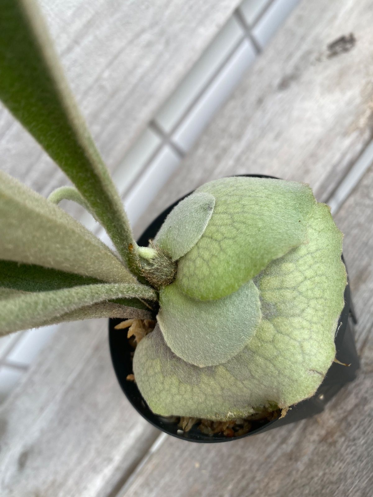 すー アーバンリバー・フーンシキ 親株 Yahoo!オークション - ビカクシダ P.veitchii Auburn river