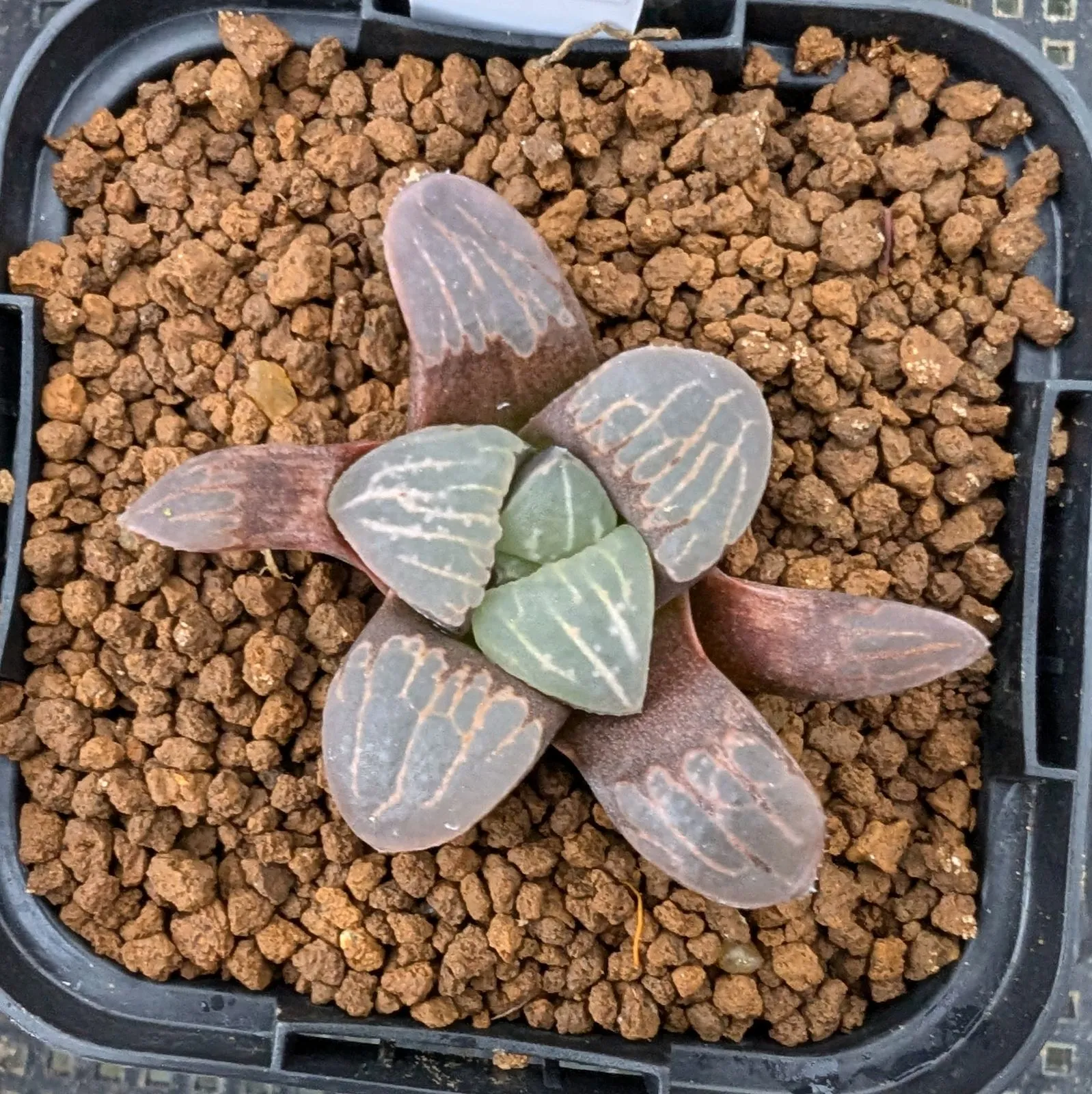 O*Z様 多肉植物 ハオルチア 台湾李氏実生