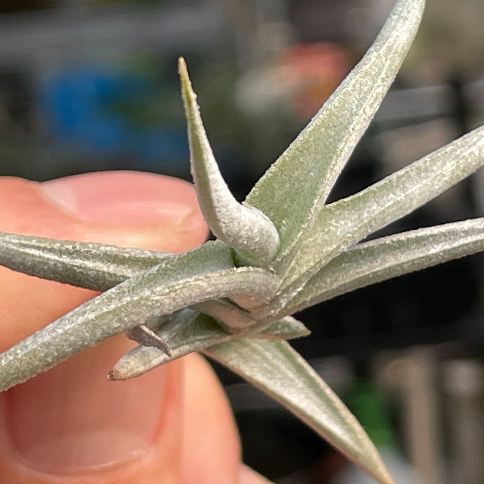 Tillandsia ヒルタ Tillandsia Hawaiian Monarch. (capitata orange form x