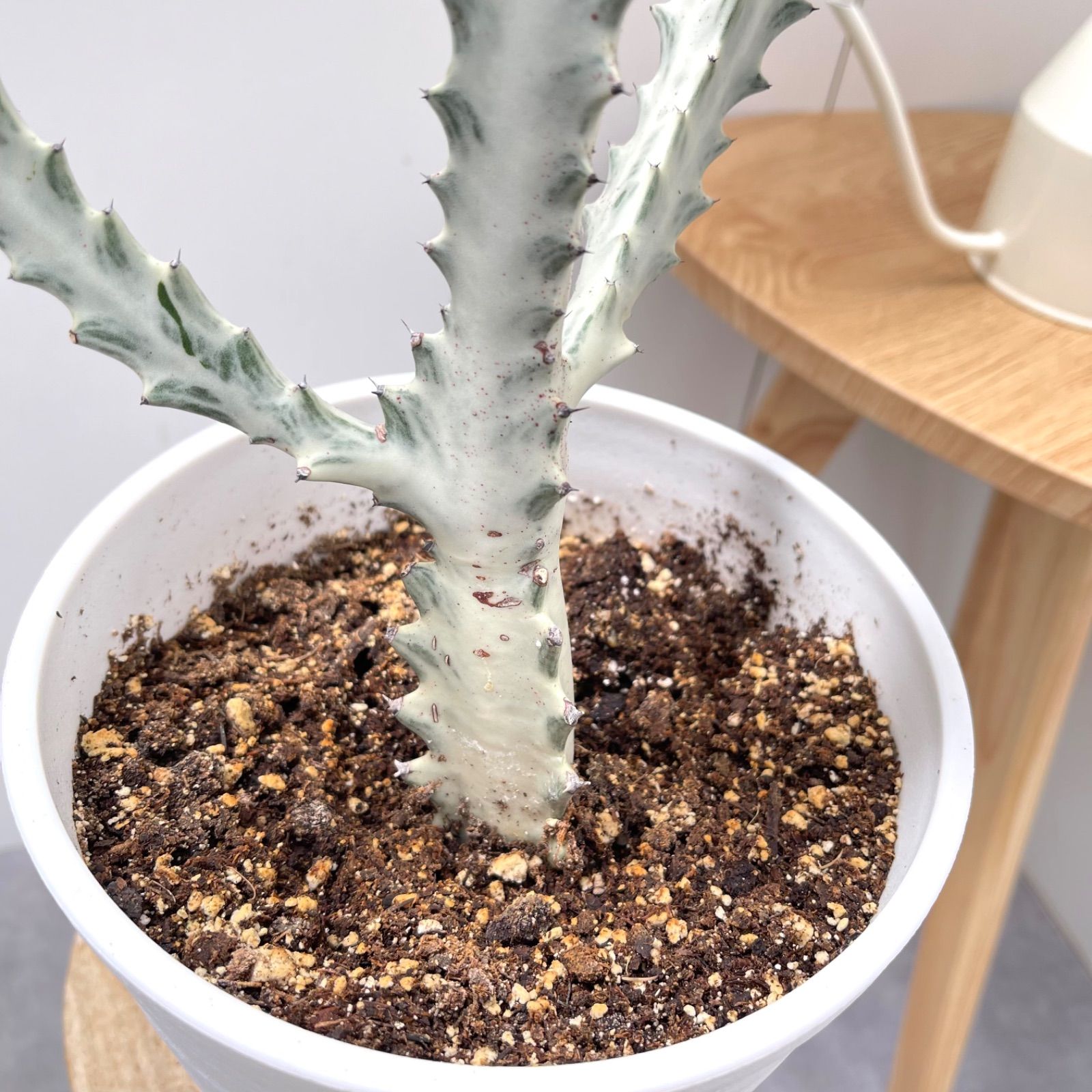 抜き苗 スタースノー ZM1544×40株 ふっくら 多肉植物 エケベリア