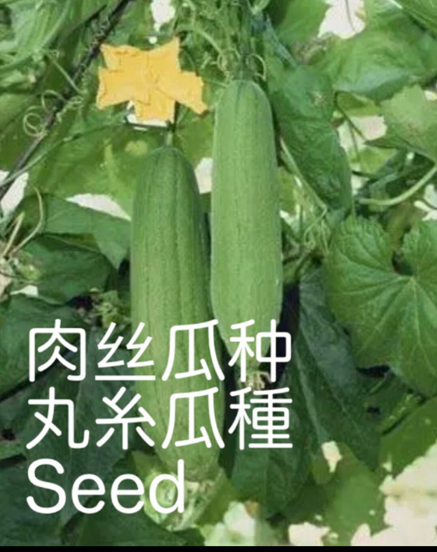 もらって嬉しい出産祝い沖縄ヘチマ ナーベラー 種10粒 野菜