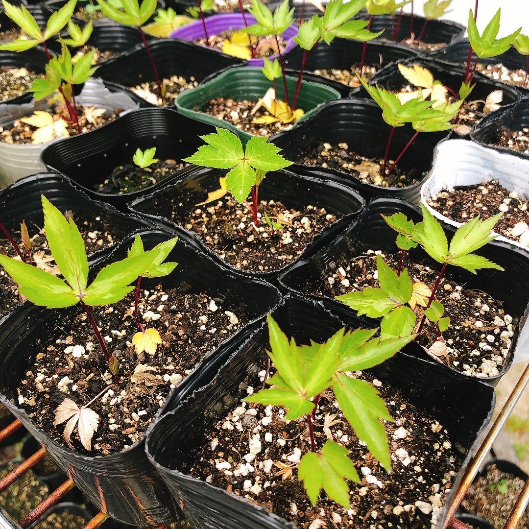 大和当帰の苗100株 大和当帰の苗100株 ヤマトトウキ（大和当帰）3号ポット の