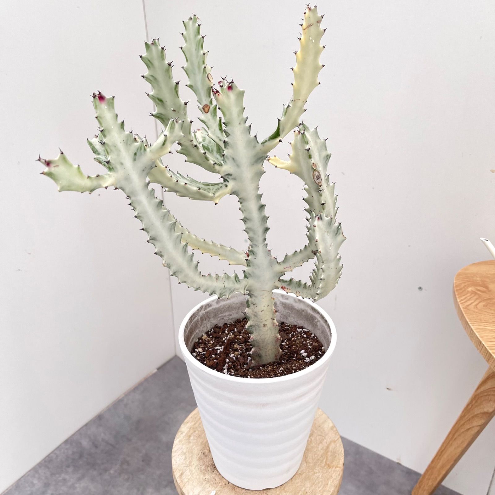 現品 観葉植物