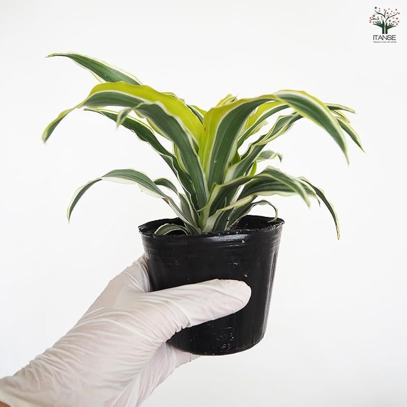 ＩＴＡＮＳＥ ドラセナ