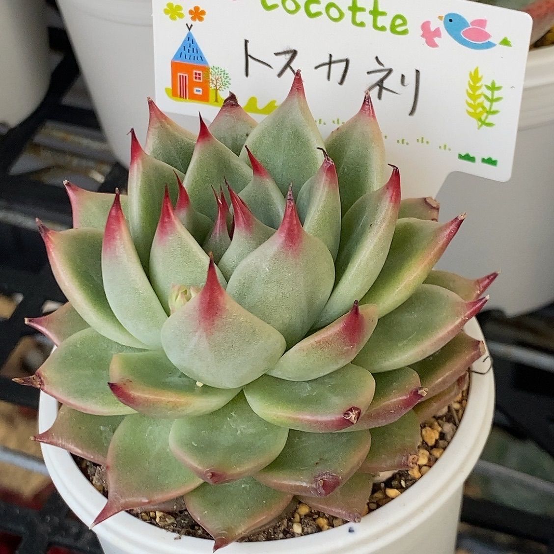 トスカネリ多肉植物 韓国苗 ➀ トスカネッリ - メルカリ