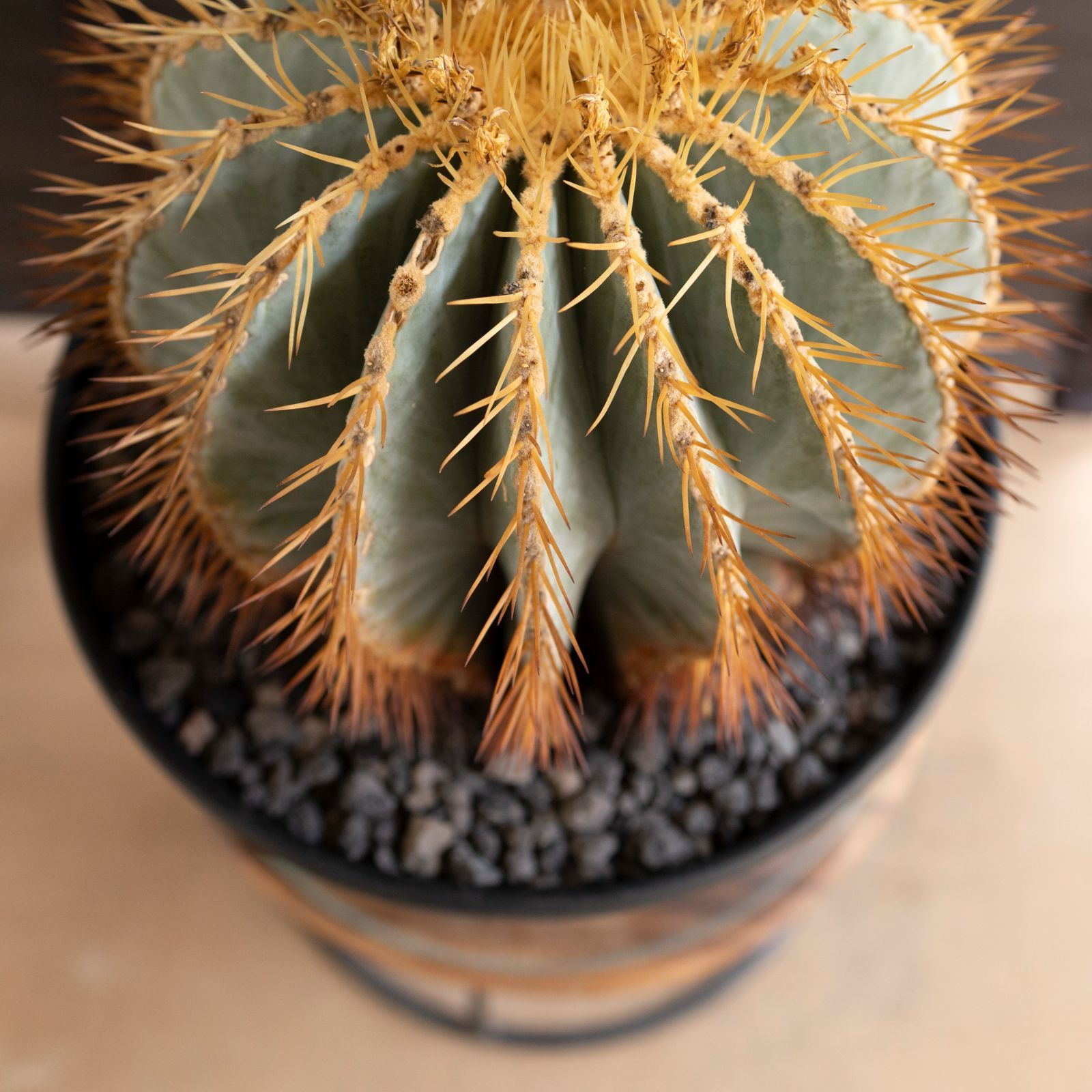 発根済】30cm 王冠竜 群生株 フェロカクタス ブルーバレルカクタス