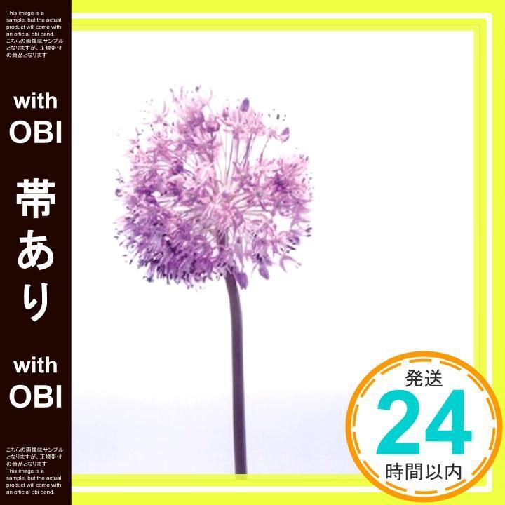 帯あり 打ち上げ花火 CD 榎本くるみ? 榎本くるみ? MOR 根岸孝旨_07