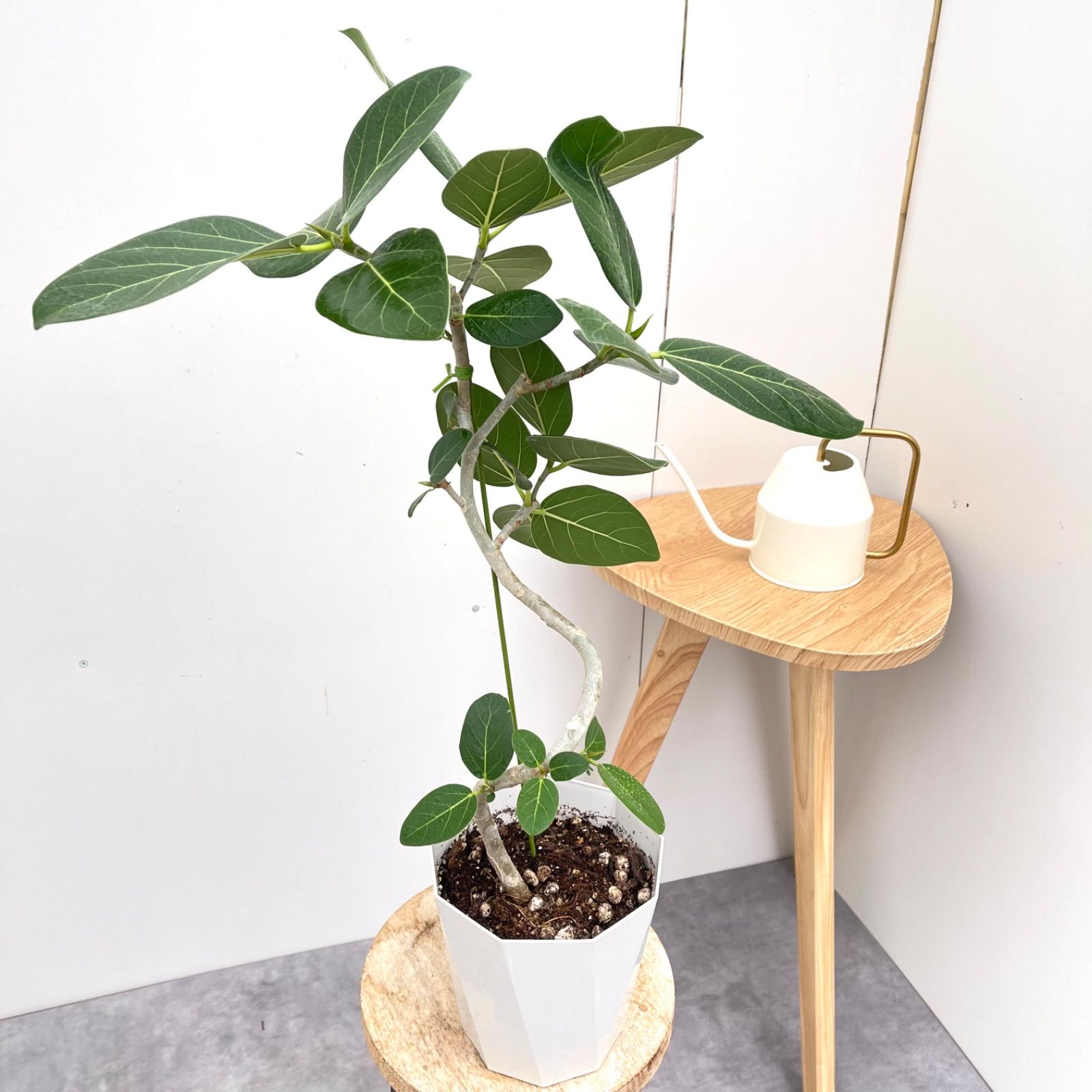 フィカス ゴムの木 アルテシマ 曲がり 12番 観葉植物 インテリア