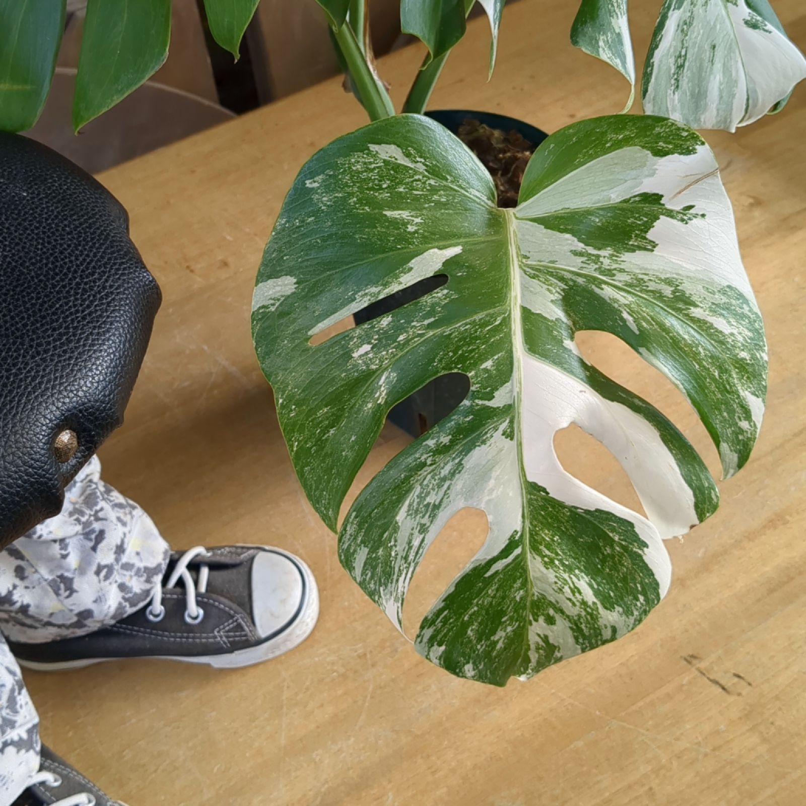 モンステラ ホワイトタイガー 【斑入り】鉢のまま発送 B - メルカリ