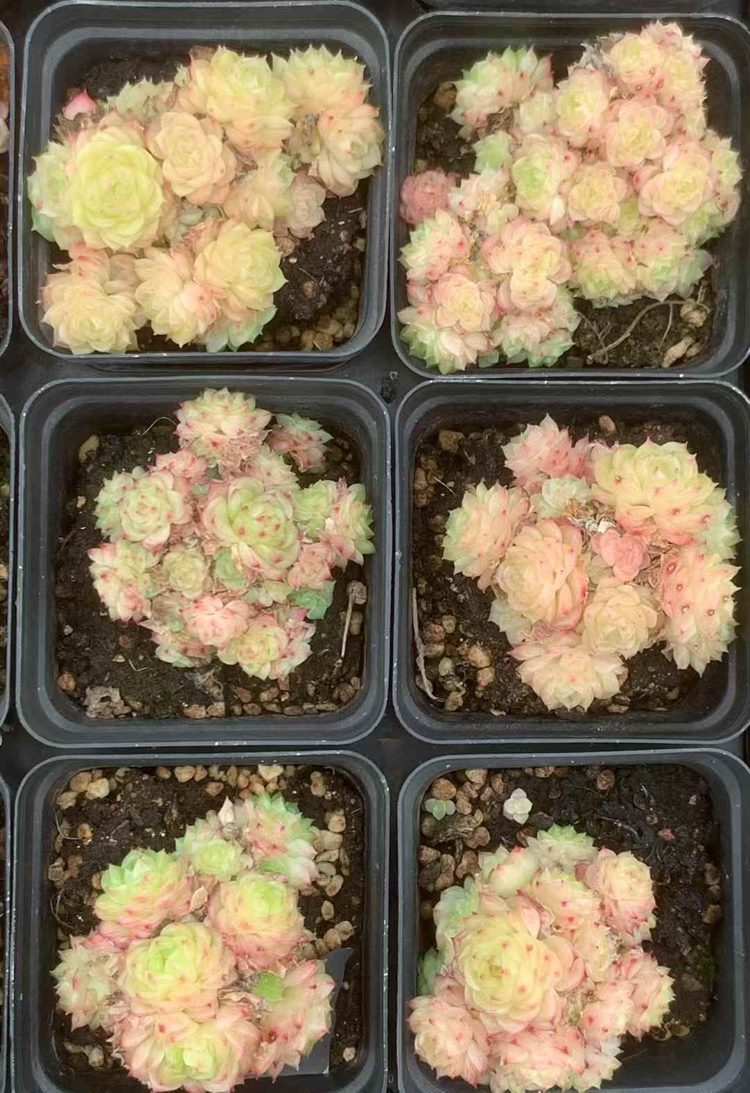 佐川急便発送 エケベリア