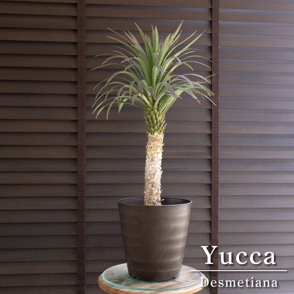 ユッカ デスメティアーナ 7号 Yucca Desmetiana ヤシ 幹立ち 0603BR