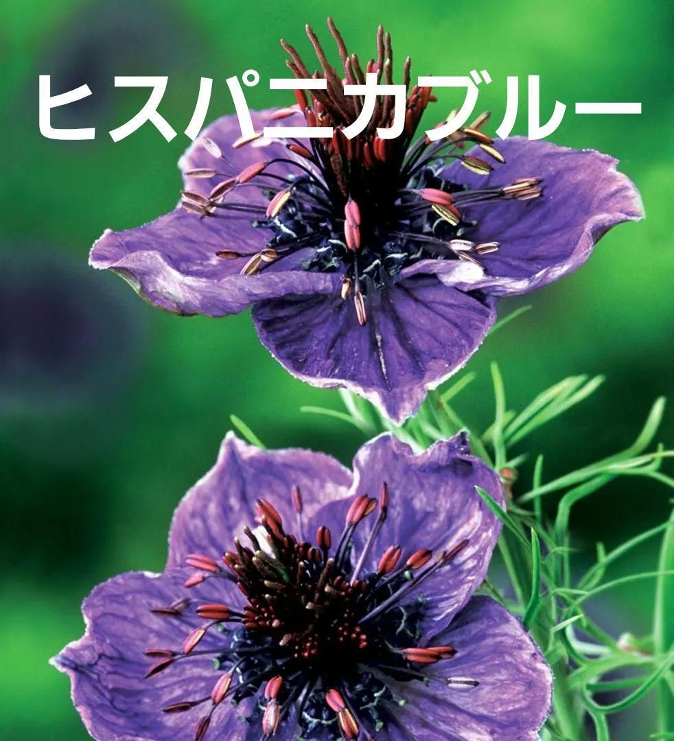 花の種】約60粒 ニゲラ ヒスパニカブルー 0．25ml 一重咲