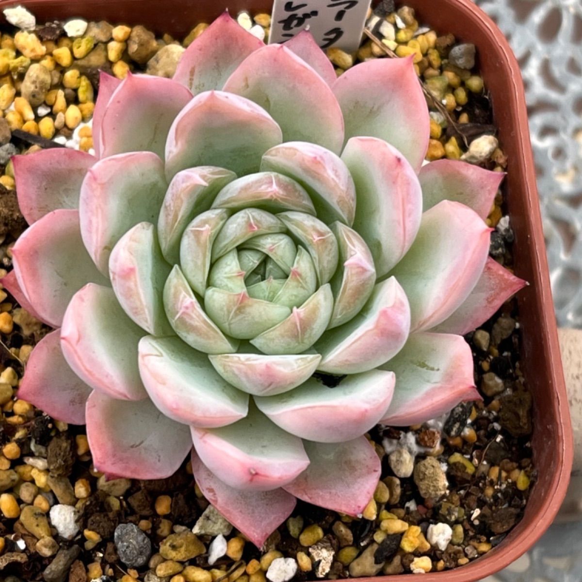 多肉植物 ☘️ コロラータ×エレガンス 抜き苗 - メルカリ