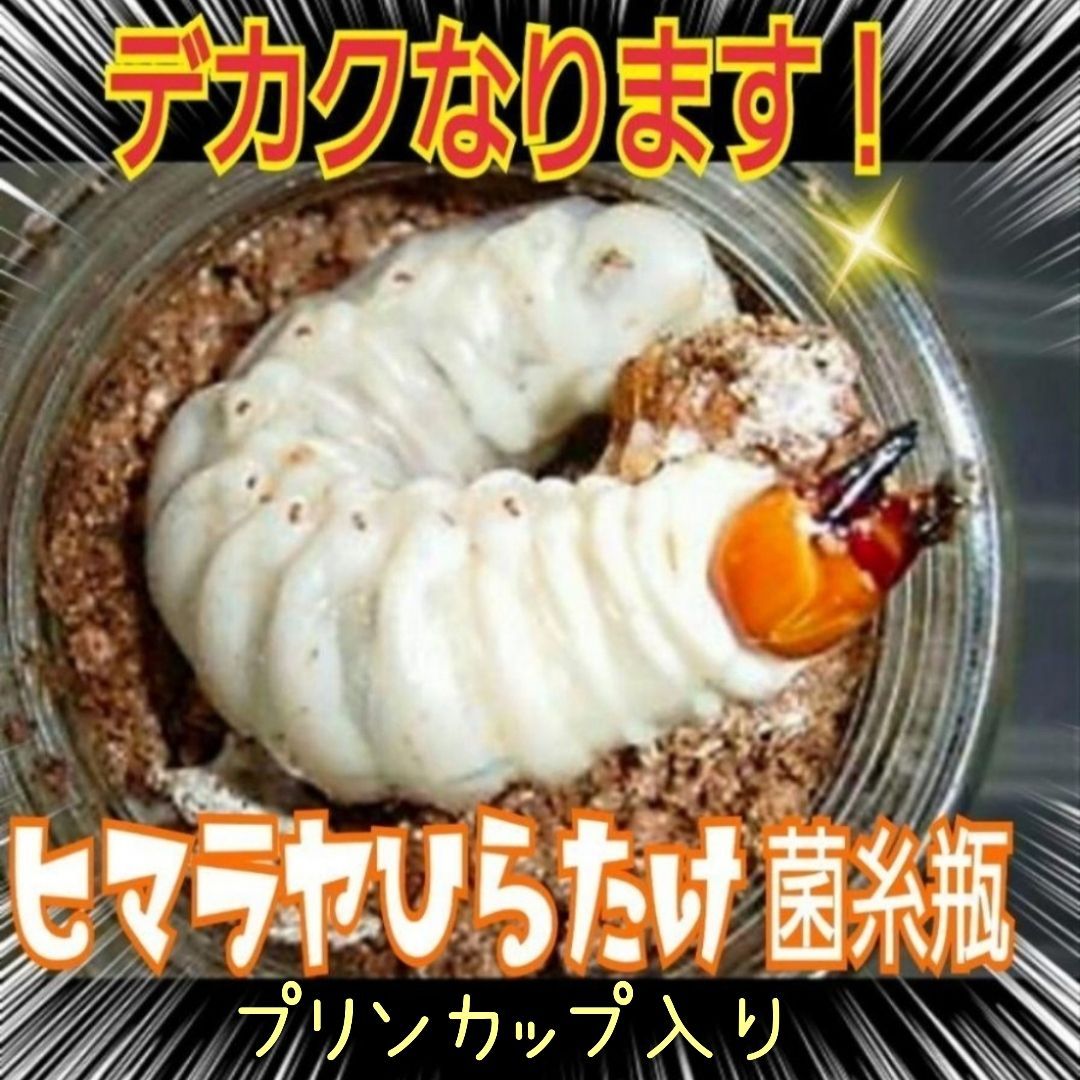 特選！ヒマラヤひらたけ菌糸プリンカップ120ml 初令、2令幼虫