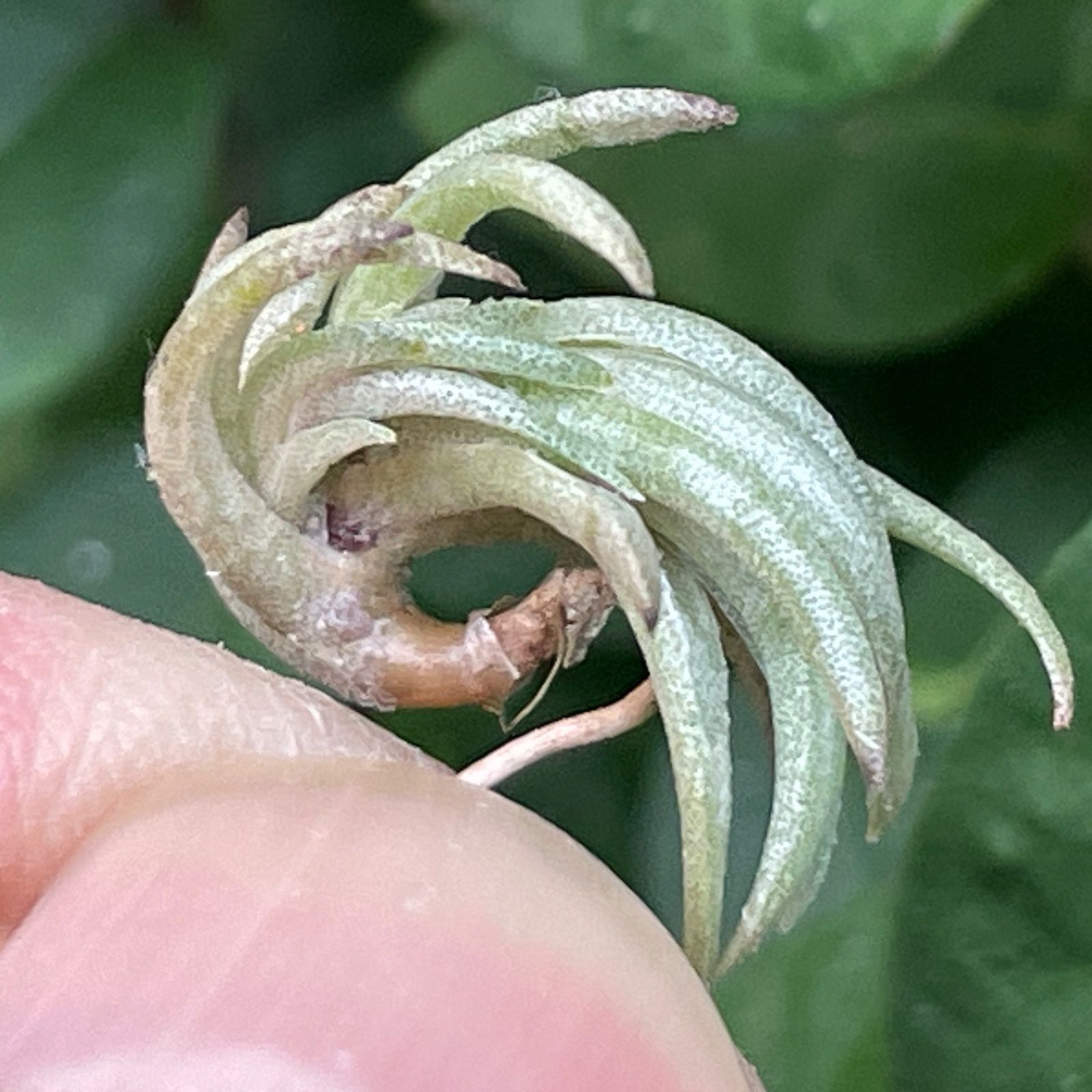 エアープランツ　ペイラノイ チランジア ペイラノイ Tillandsia peiranoi エアプランツ