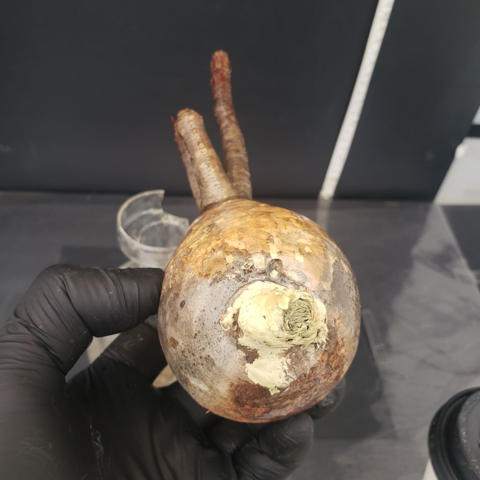 塊根植物　グラキリス パキポディウム・グラキリス | 塊根植物 - 観葉植物・多肉植物の