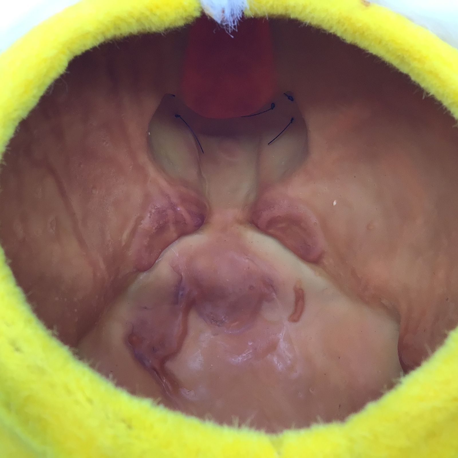 ヘッドモデル ディスプレイ