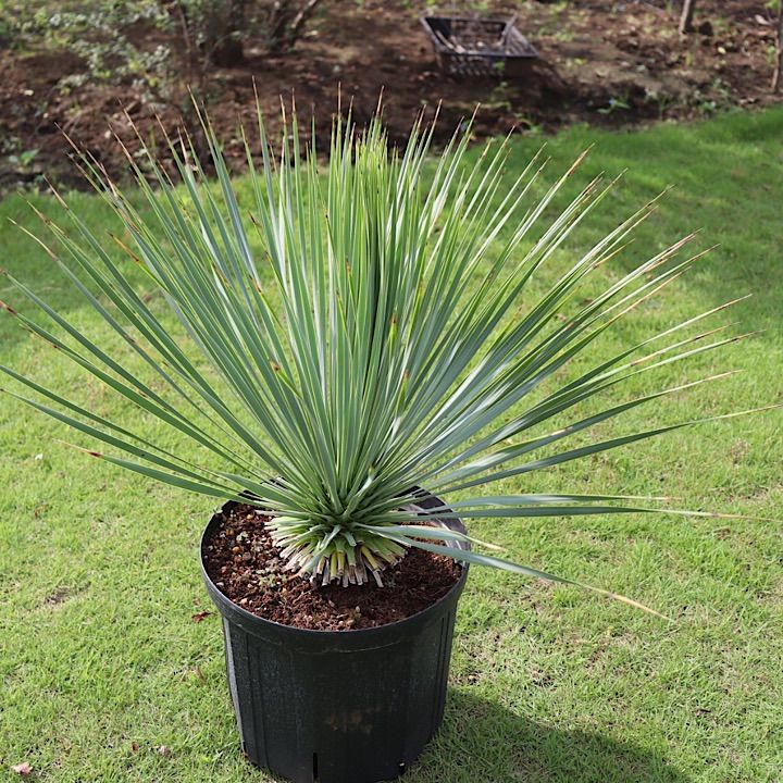 超レア種ユッカ エレファンティペス ホワイトエンペラー プレミアム