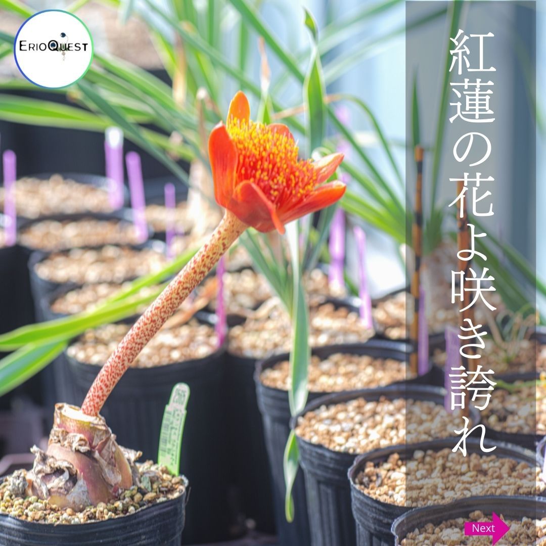 ハエマンサス コクシネウス Haemanthus coccineus Worcester EQ736