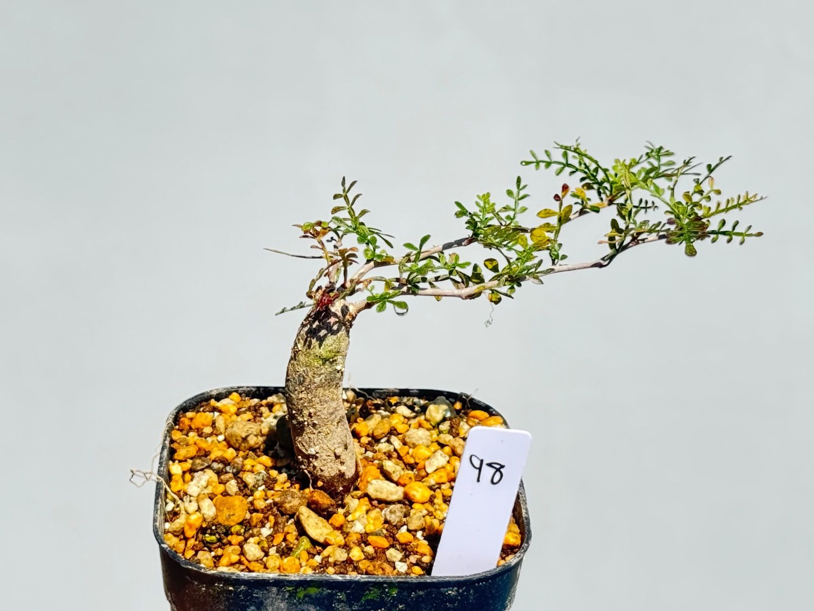 ジャーナルスタンダードラックス ゼブラ柄ハーフパンツ