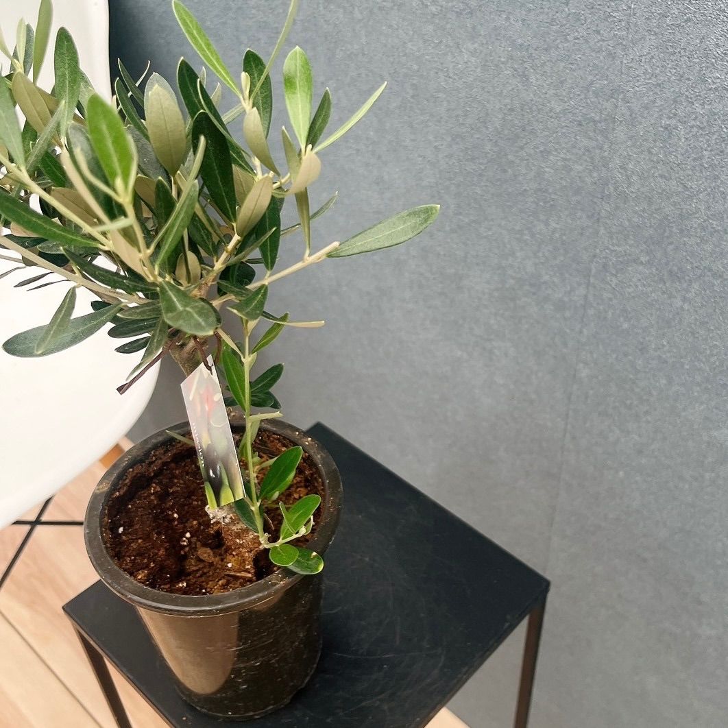 ［現品］4番　創樹　オリーブ　ミッション　7号ベランダ　SOUJU オリーブの木 おしゃれ 観葉植物 選べる：オリーブの木 ミッション 7号*現品 SOUJU