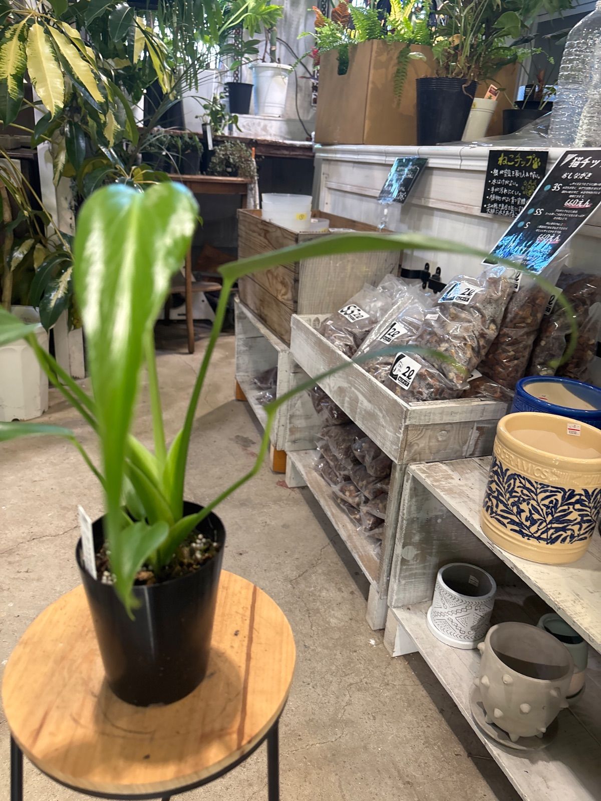 モンステラ バールマルクスフレーム ② 2株セット H*S様 モンステラ