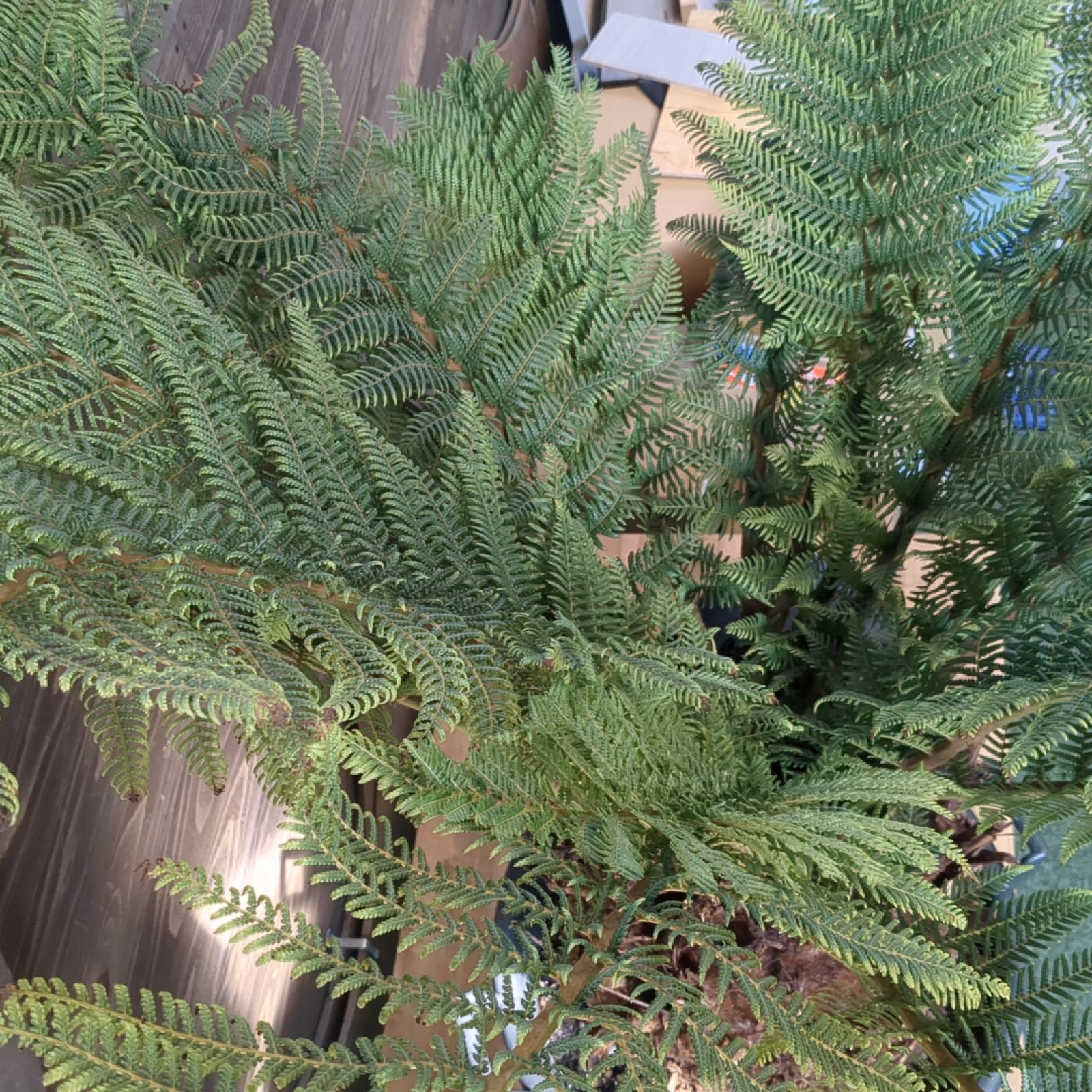 ディクソニア　アンタルクティカ極太【B】 ディクソニア アンタルクティカ極太【B】 極太 新葉