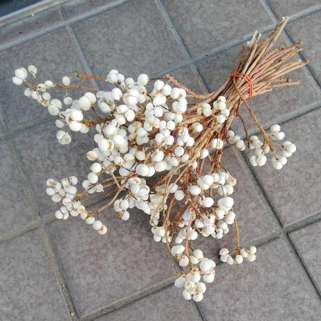 ナンキンハゼ。10本。お試し特別価格。ナンキンハゼの実。ドライ