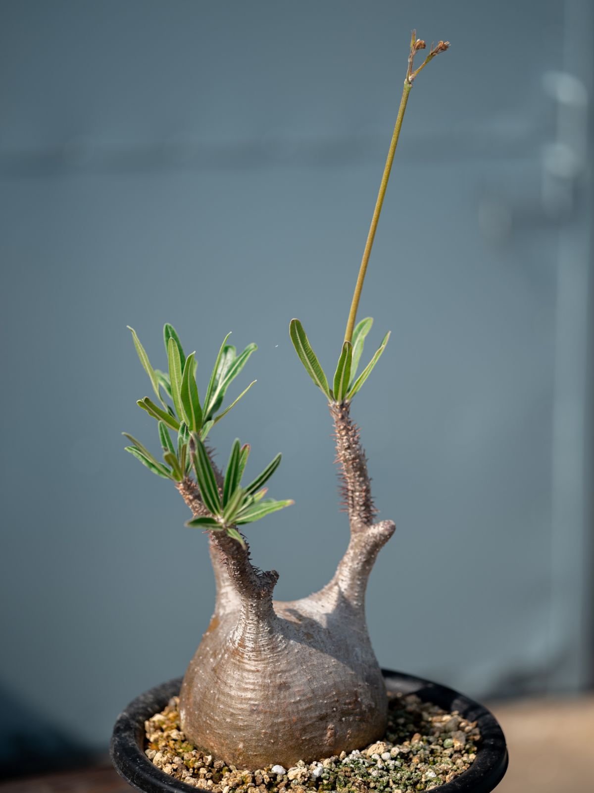 パキポディウム・グラキリス　発根済み 発根済みパキポディウムグラキリス