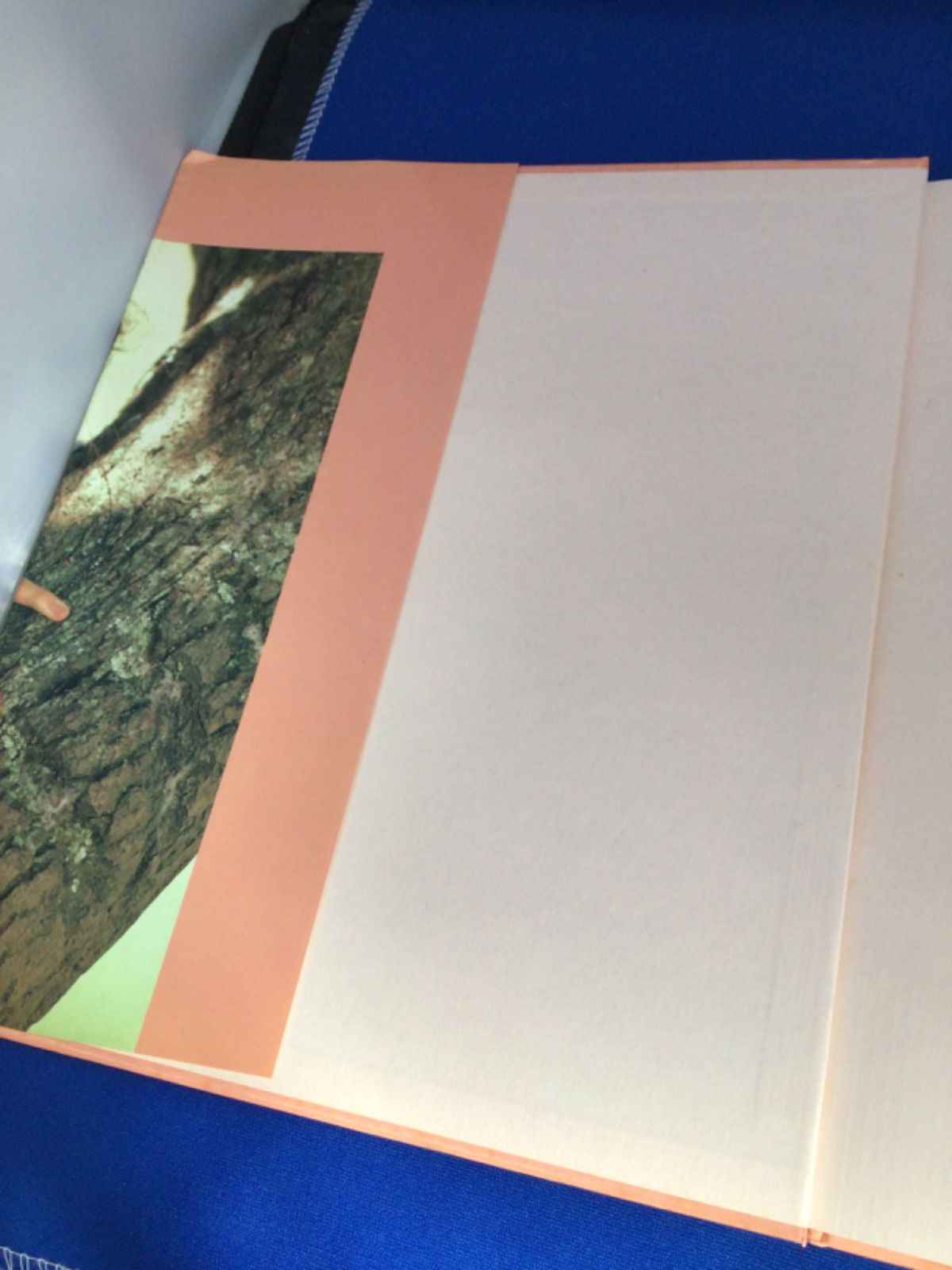 原真祐美 写真集 彩どり 奥舜 ワニブックス *335 - メルカリ