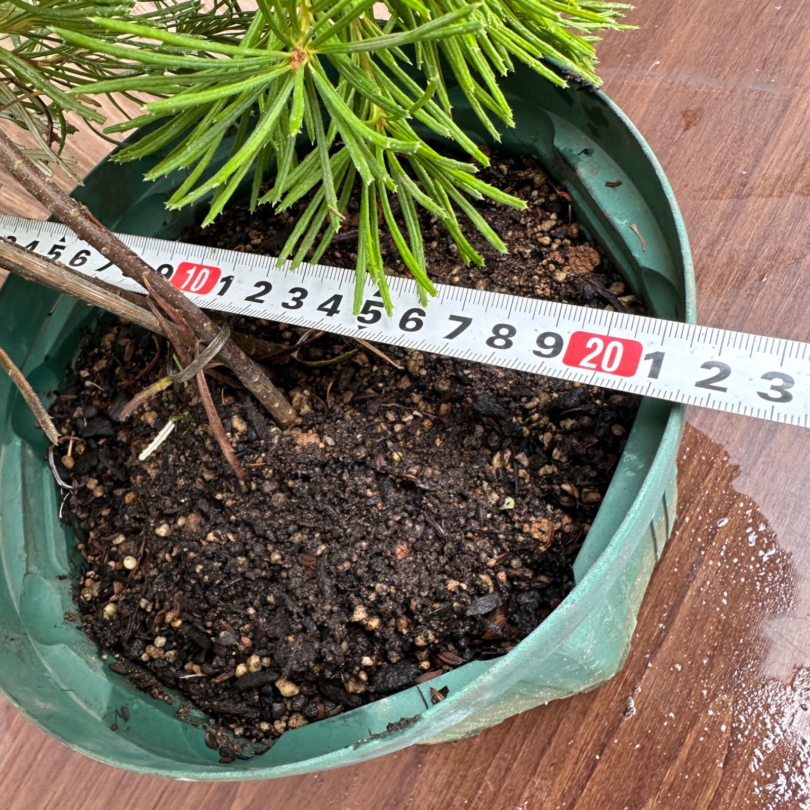 バースデーキャンドル 8号