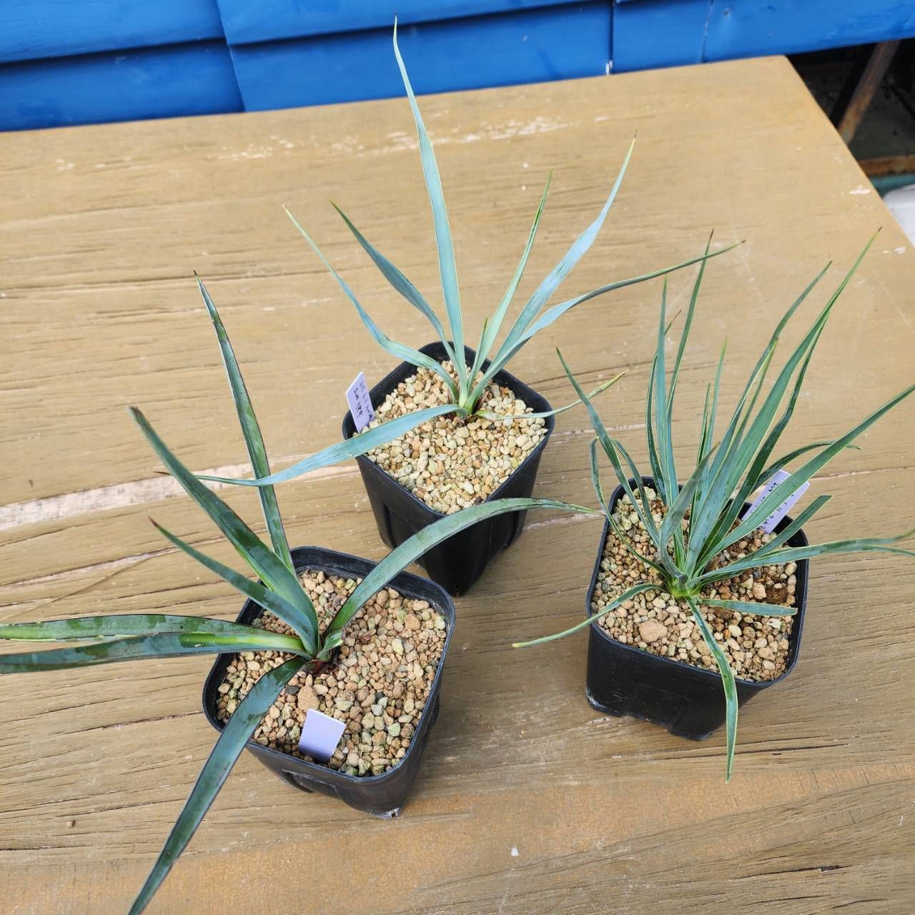 ３頭株ユッカ 観葉植物 全長約90cm　写真の全て鉢ごとメルカリ便発送 3頭株ユッカ 観葉植物 全長約90cm 写真の全て鉢ごとメルカリ便