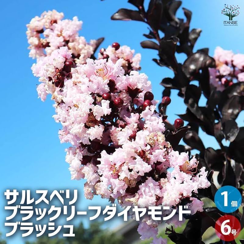 ブラッシュ 淡いピンク